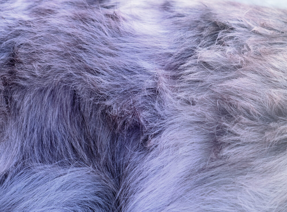 Virginie Yassef — Galerie Georges-Philippe & Nathalie Vallois