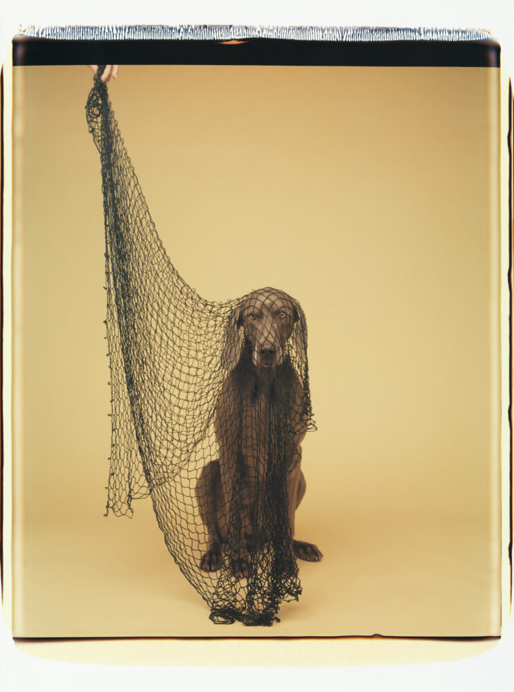 William Wegman — Galerie Georges-Philippe & Nathalie Vallois