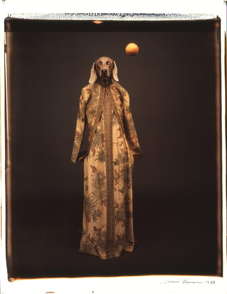 William Wegman — Galerie Georges-Philippe & Nathalie Vallois