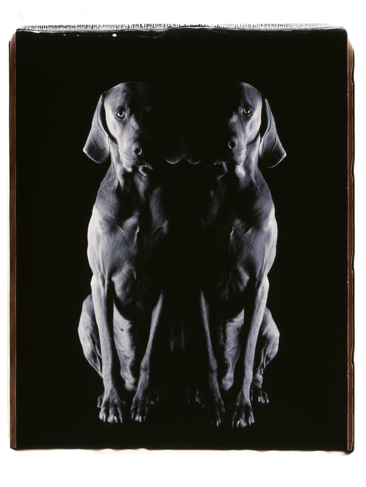 William Wegman — Galerie Georges-Philippe & Nathalie Vallois