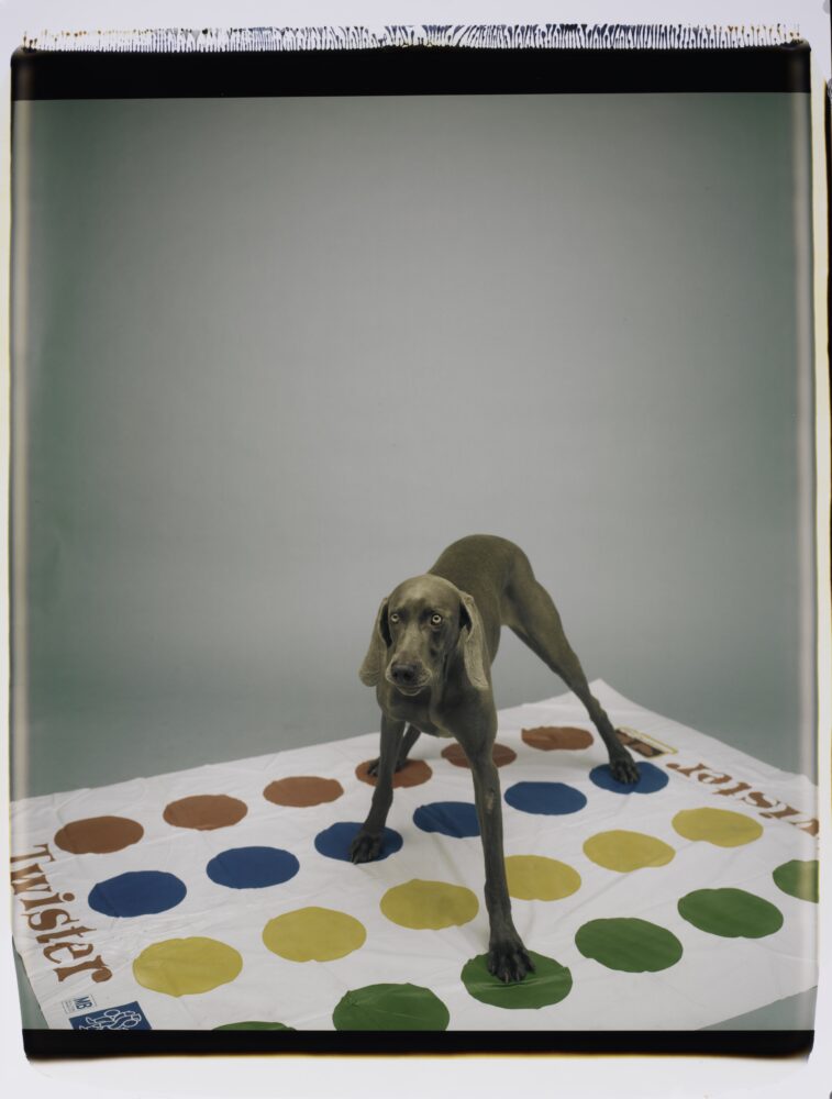 William Wegman — Galerie Georges-Philippe & Nathalie Vallois