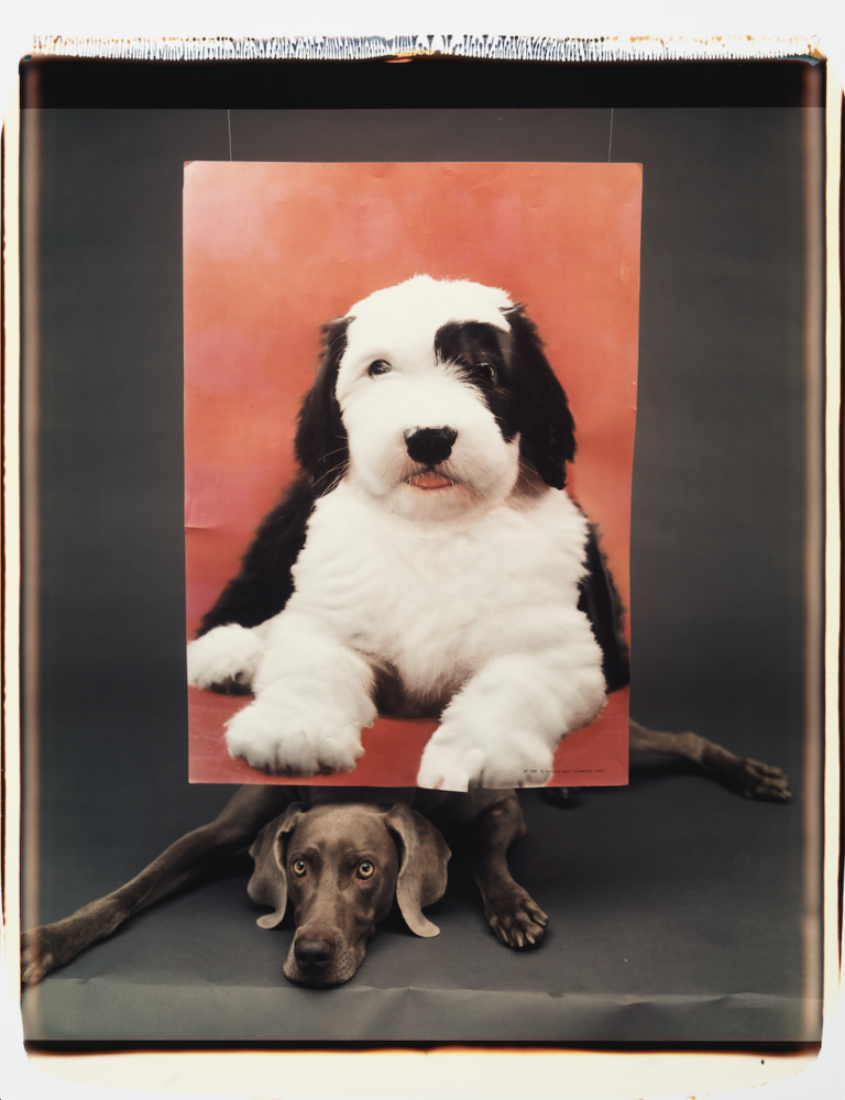 William Wegman — Galerie Georges-Philippe & Nathalie Vallois