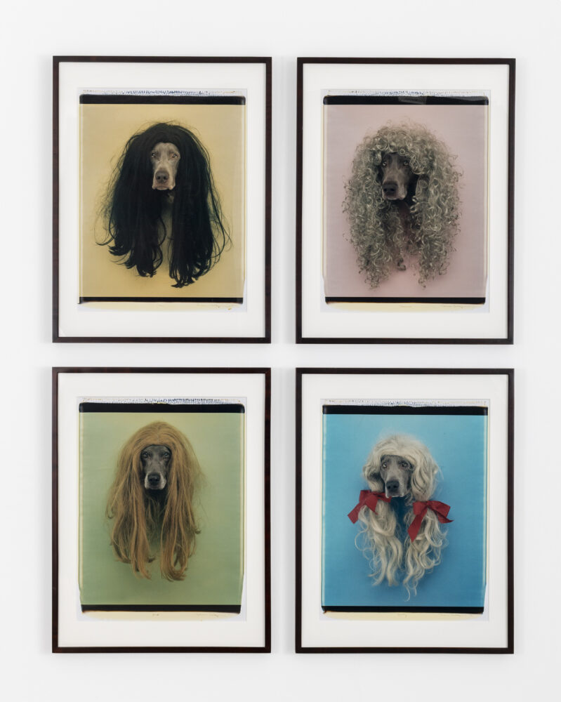 William Wegman — Galerie Georges-Philippe & Nathalie Vallois