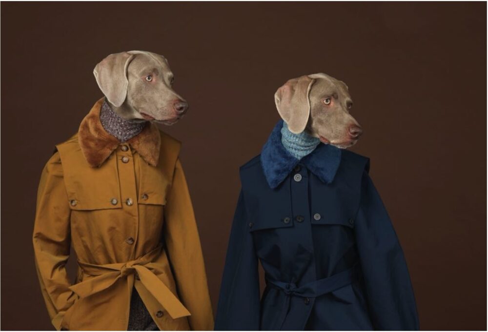 William Wegman — Galerie Georges-Philippe & Nathalie Vallois