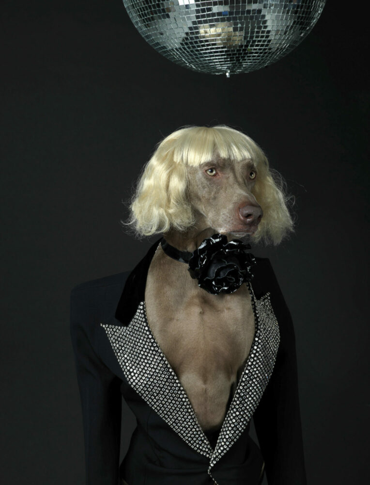 William Wegman — Galerie Georges-Philippe & Nathalie Vallois